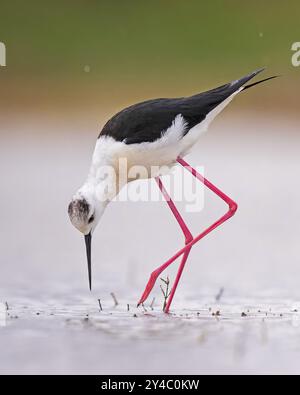 Stilt (Himantopus himantopus) famiglia di avoceti, femmina, alla ricerca di cibo nel fango, zona d'acqua poco profonda, Toledo, Spagna, Europa Foto Stock