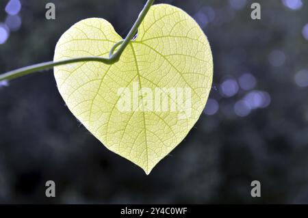 Foglia di una veccia di recinzione, Germania, Europa Foto Stock