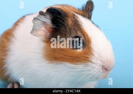 Un unico porcellino d’India, porcellino di Guinea, Ritratto (Caviidae), roditori, studio Foto Stock