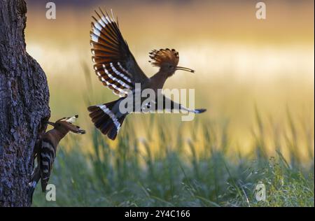 Hoopoe (Upupa epops) uccello dell'anno 2022, avvicinarsi con il coleottero come preda per il giovane uccello nella cavità di riproduzione, eretto cofano, alimentazione del voi Foto Stock