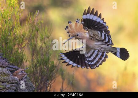 Hoopoe (Upupa epops) uccello dell'anno 2022, avvicinarsi con larva di coleottero come preda per il giovane uccello nella cavità riproduttiva, cofano eretto, nutrire il Foto Stock