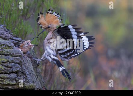 Hoopoe (Upupa epops) uccello dell'anno 2022, avvicinarsi con larva di coleottero come preda per il giovane uccello nella cavità riproduttiva, cofano eretto, nutrire il Foto Stock