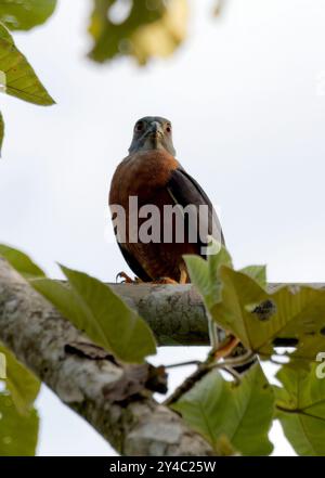 Aquilone bidentato, Rostbrust-Zahnhabicht, Harpage bidenté, Harpagus bidentatus, rozsdásmellű fogaskánya, Parco nazionale di Yasuní, Ecuador, Sud America Foto Stock