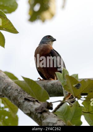 Aquilone bidentato, Rostbrust-Zahnhabicht, Harpage bidenté, Harpagus bidentatus, rozsdásmellű fogaskánya, Parco nazionale di Yasuní, Ecuador, Sud America Foto Stock