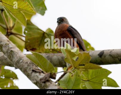 Aquilone bidentato, Rostbrust-Zahnhabicht, Harpage bidenté, Harpagus bidentatus, rozsdásmellű fogaskánya, Parco nazionale di Yasuní, Ecuador, Sud America Foto Stock