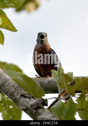 Aquilone bidentato, Rostbrust-Zahnhabicht, Harpage bidenté, Harpagus bidentatus, rozsdásmellű fogaskánya, Parco nazionale di Yasuní, Ecuador, Sud America Foto Stock