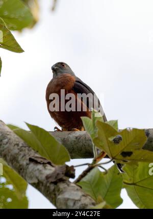 Aquilone bidentato, Rostbrust-Zahnhabicht, Harpage bidenté, Harpagus bidentatus, rozsdásmellű fogaskánya, Parco nazionale di Yasuní, Ecuador, Sud America Foto Stock