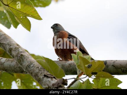 Aquilone bidentato, Rostbrust-Zahnhabicht, Harpage bidenté, Harpagus bidentatus, rozsdásmellű fogaskánya, Parco nazionale di Yasuní, Ecuador, Sud America Foto Stock