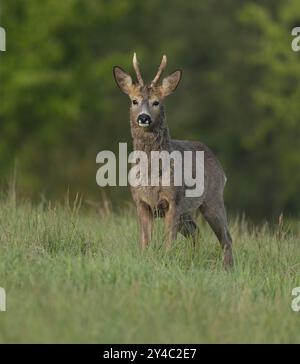 Roe Deer (Capreolus capreolus), roebuck con inizio cambio di capelli in piedi in un prato e guardando attentamente, fauna selvatica, Turingia, Germania, Europa Foto Stock