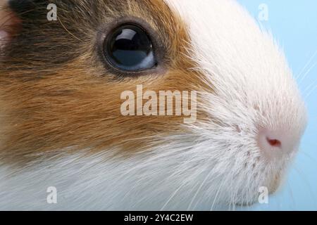 Un unico porcellino d’India, porcellino di Guinea, Ritratto (Caviidae), roditori, studio Foto Stock