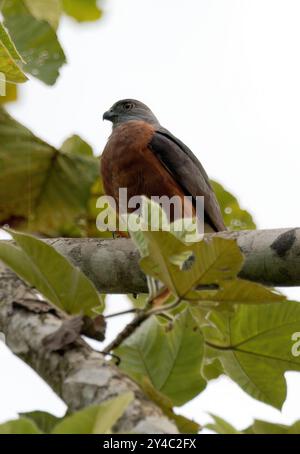 Aquilone bidentato, Rostbrust-Zahnhabicht, Harpage bidenté, Harpagus bidentatus, rozsdásmellű fogaskánya, Parco nazionale di Yasuní, Ecuador, Sud America Foto Stock