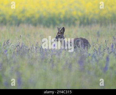 Caprioli (Capreolus capreolus), giovani caprioli con palchi di velluto, palchi di velluto in piedi in un prato e guardando con attenzione, fauna selvatica, Turingia, Foto Stock