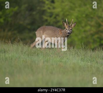 Roe Deer (Capreolus capreolus), roebuck con inizio cambio di capelli in piedi in un prato e guardando attentamente, fauna selvatica, Turingia, Germania, Europa Foto Stock