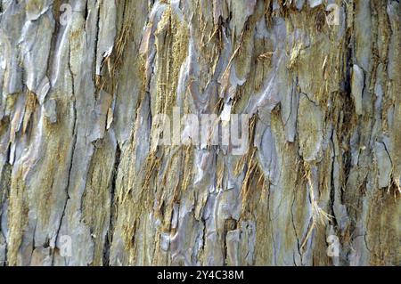 Sequoia Tree, Sequoiadendron giganteum, California, USA, Nord America Foto Stock