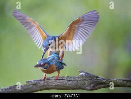 KingFisher (Alcedo atthis) femmina sul ramo, maschio in volo, coppia, accoppiamento, corteggiamento, interazione, cura del piumaggio, cura delle piume, preparazione, ricerca di f Foto Stock