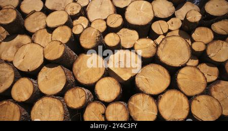 Tronchi di abete rosso abbattuti, scena, scena, alto Adige, provincia autonoma di Bolzano, Italia, Europa Foto Stock