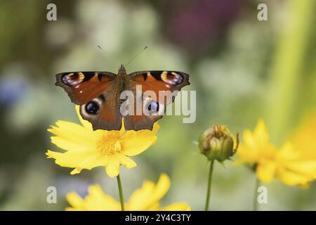 Una farfalla pavone (Inachis io) che si avvicina a un fiore giallo in un paesaggio primaverile fiorente, Assia, Germania, Europa Foto Stock