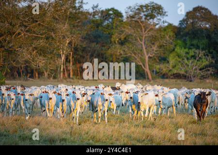 Nelore Cattle Pantanal Brasile Foto Stock