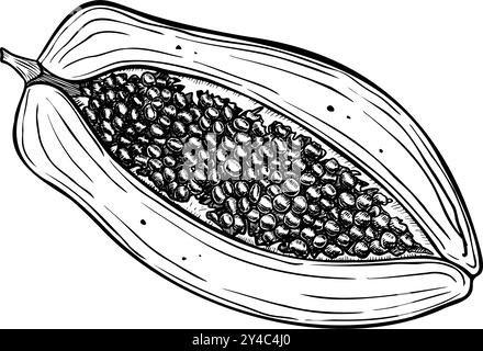 Metà vettoriale di Papaya. Illustrazione dipinta a mano di frutti tropicali esotici su sfondo isolato. Disegno lineare di dessert sano. Incisione nera del pawpaw per la progettazione dell'imballaggio del prodotto. Illustrazione Vettoriale