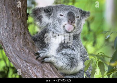 Orso di koala australiano in un albero di eucalipto nel Queensland Foto Stock