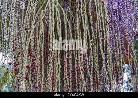 Frutto della palma di Bangalow, Archontophoenix cunninghamiana, Australia, Oceania Foto Stock