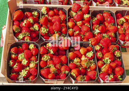 Fragole fresche (Fragaria) in vassoi su una bancarella di mercato, Brema, Germania, Europa Foto Stock