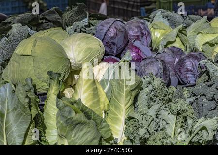 Bancarella di mercato con cavolo appuntito, cavolo rosso, cavolo bianco e cavolo Foto Stock