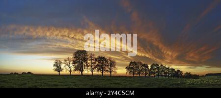 Panorama, fila di alberi all'avvicinarsi di una nuvola frontale Foto Stock