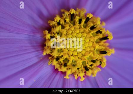 COSMOS bipinnatus, comunemente chiamato cosmo del giardino, un fiore della famiglia delle margherite. Serie di macro-fotografie. Foto Stock