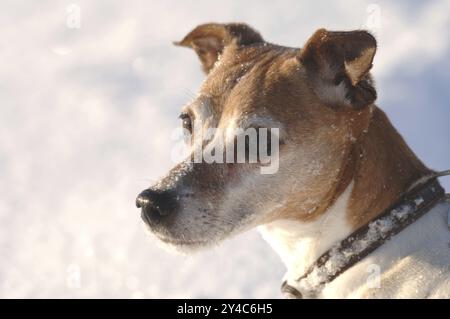 Jack Russell Terrier, cane maschio, vecchio cane, collare, ritratto, neve, vista in lontananza Foto Stock