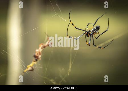 Golden Orb Spider (Nephila Pilipes) che scorre nel web, Balule Plains, Sudafrica, Africa Foto Stock