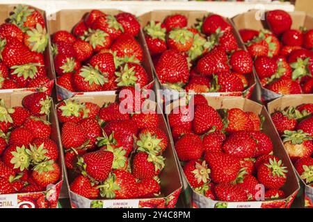 Fragole fresche (Fragaria) in vassoi su una bancarella di mercato, Brema, Germania, Europa Foto Stock