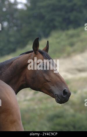 Warmblood, Bay, in ritratto Foto Stock