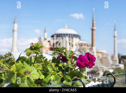 Fiore luminoso e vista offuscata di Hagia Sophia in Istanbul Foto Stock