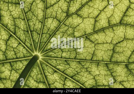 Vista dal basso della superficie delle foglie di un nasturtium - Foto Stock