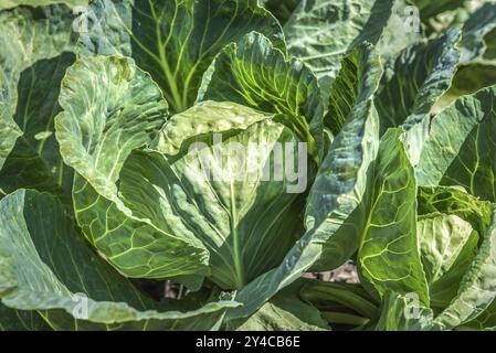 Giovane cavolo verde che cresce nel giardino Foto Stock