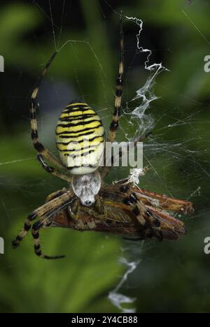 Ragno WASP con cavalletta a spirale come preda Foto Stock