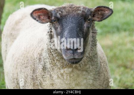 Una singola pecora con un volto scuro e orecchie di colore chiaro si trova in un prato verde, borken, muensterland, germania Foto Stock