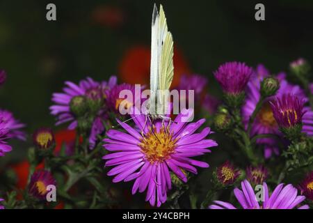 Cavolo farfalla bianca che beve nettare sui fiori di aster Foto Stock