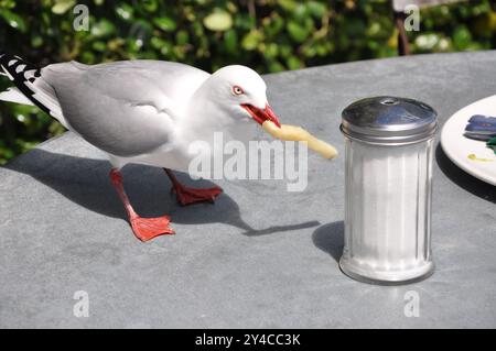 Il gabbiano marino a becco rosso "Chroicocephalus novaehollandiae scopulinus" ruba cibo accanto a un vaso di zucchero in un bar Foto Stock