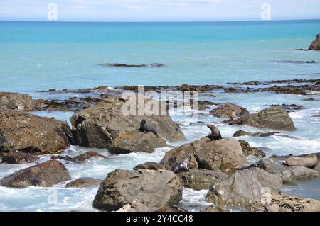 Coppia di foche dal naso lungo "Arctocephalus forsteri" che si crogiolano sulle rocce della nuova Zelanda Foto Stock
