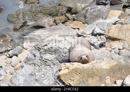 Foca dal naso lungo "Arctocephalus forsteri" che si crogiola sulle rocce della nuova Zelanda Foto Stock