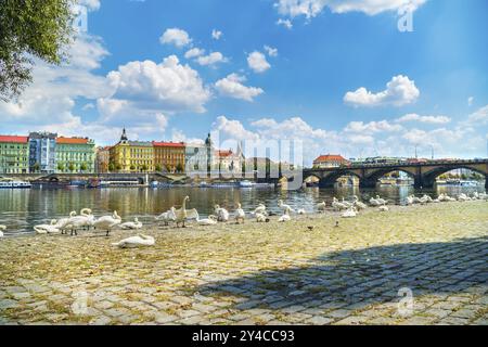 Gregge di cigni in argine del fiume Moldava a Praga Foto Stock