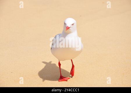 Midshot di gabbiano dal becco rosso "Chroicocephalus novaehollandiae scopulinus" in attesa del suo compagno su una splendida spiaggia selvaggia, primo in una sequenza di 15 Foto Stock