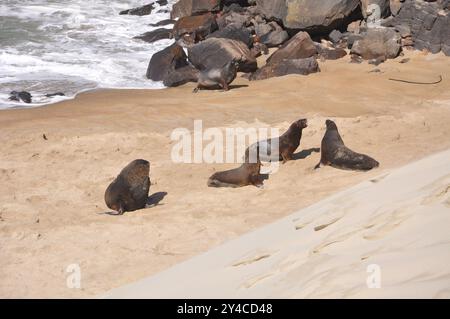 5 foche dal naso lungo "Arctocephalus forsteri" su una spiaggia sabbiosa appartata in nuova Zelanda Foto Stock
