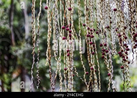 Frutto della palma di Bangalow, Archontophoenix cunninghamiana, Australia, Oceania Foto Stock