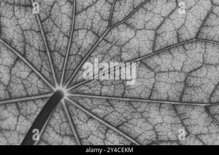 Vista dal basso della superficie della foglia di un nasturtium in bianco e nero Foto Stock