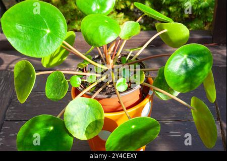 Immagine dettagliata delle foglie quasi rotonde e dei nuovi germogli della pianta cinese del denaro, nota anche come pianta dei pancake (Pilea peperomioides). Foto Stock