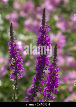 I fiori viola sono in piena fioritura su sfondo verde e rosa sfocati, seppenrade, muensterland, germania Foto Stock