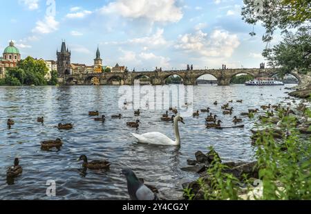 Cigni e anatre sul fiume Vltava vicino al Ponte Carlo a Praga Foto Stock